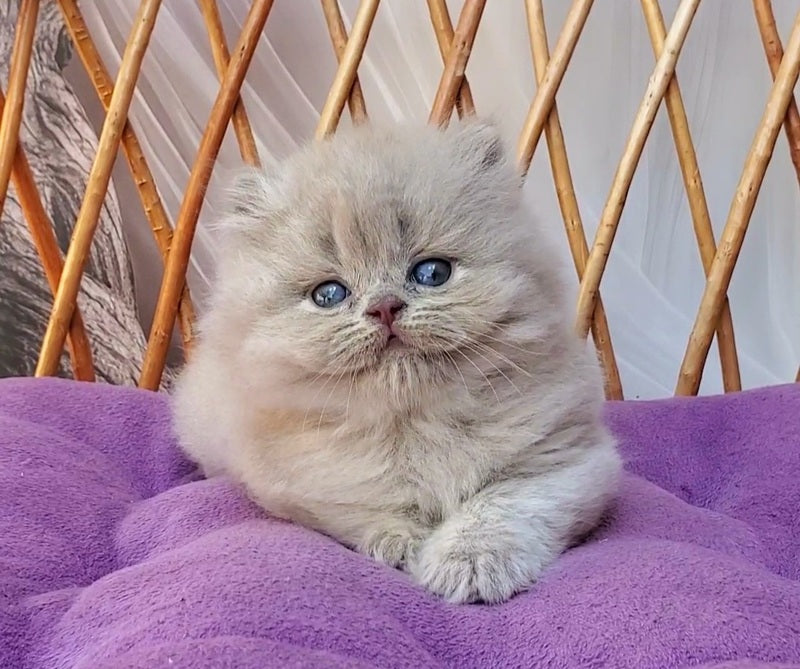 Winona British Longhair female, blue golden ticked tabby