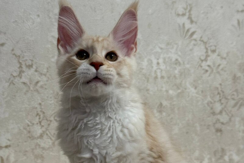 Arnold Maine Coon male, red silver