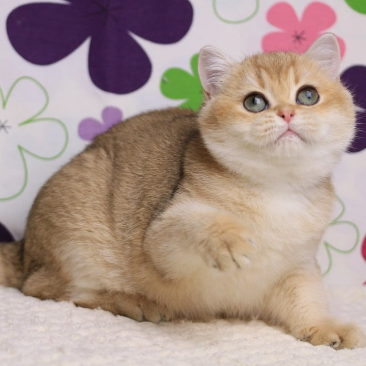 Taya British Shorthair female, black golden shaded