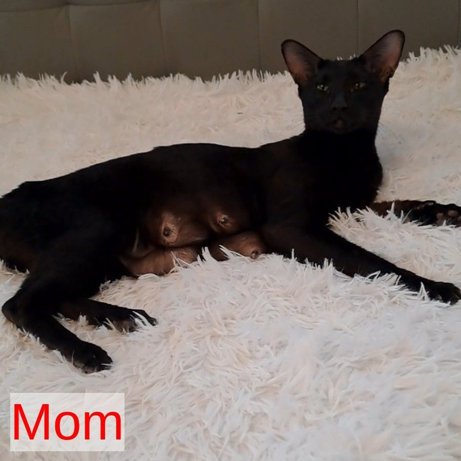 Lotus Oriental Shorthair male, black