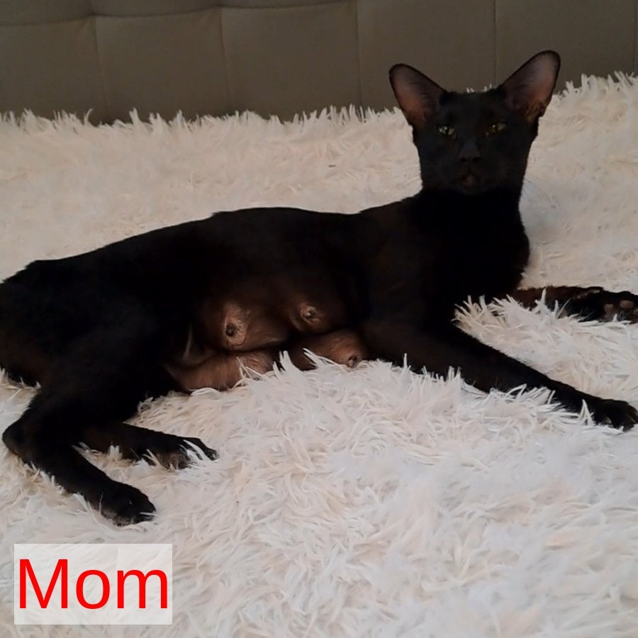 Lui Oriental Shorthair male, black