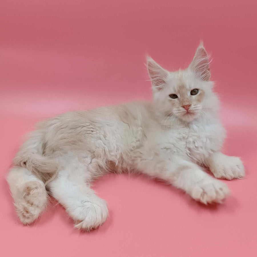 Julian Maine Coon polydactyl 6x6x6x6 male, cream silver