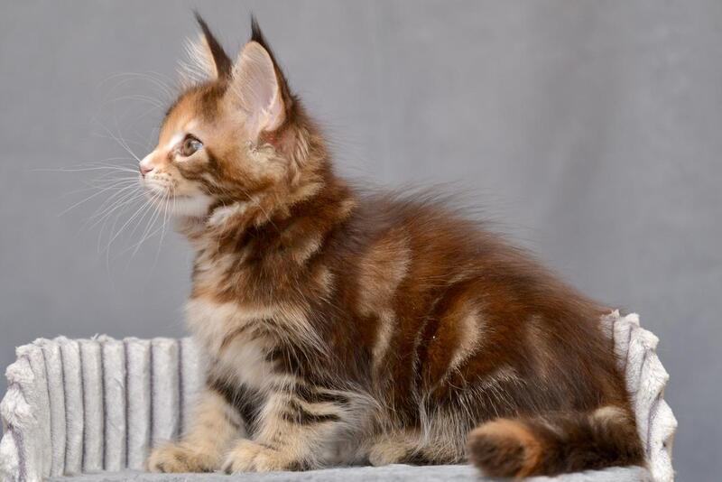 Vatrushka Maine Coon female black tortie with white tabby live animals