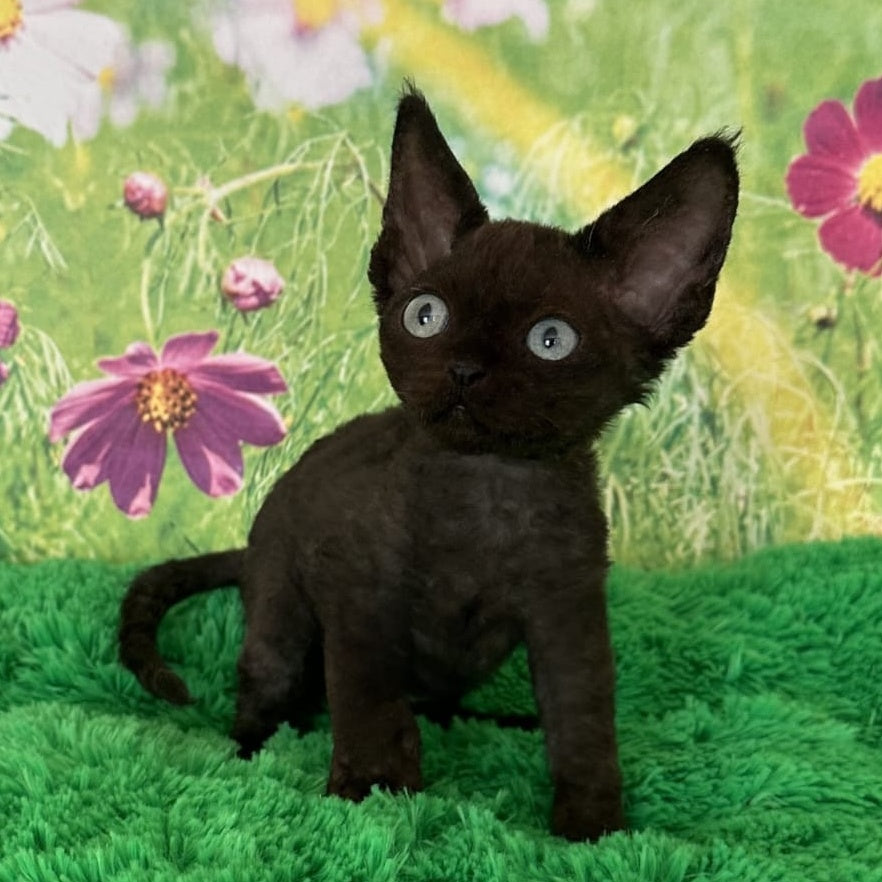 Inky Devon Rex male, black