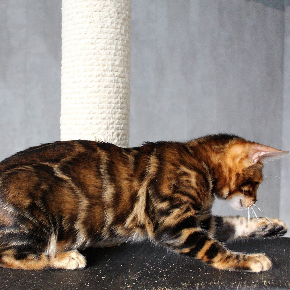 Elby Bengal female, black spotted tabby