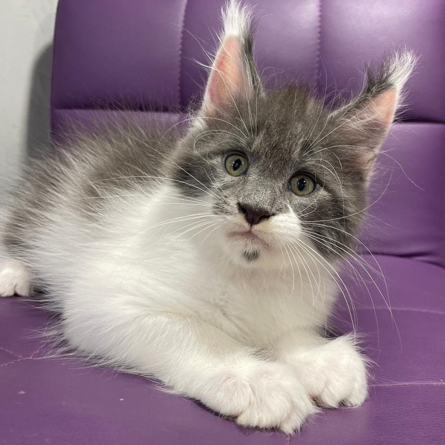Semyon Maine Coon male, blue bicolour