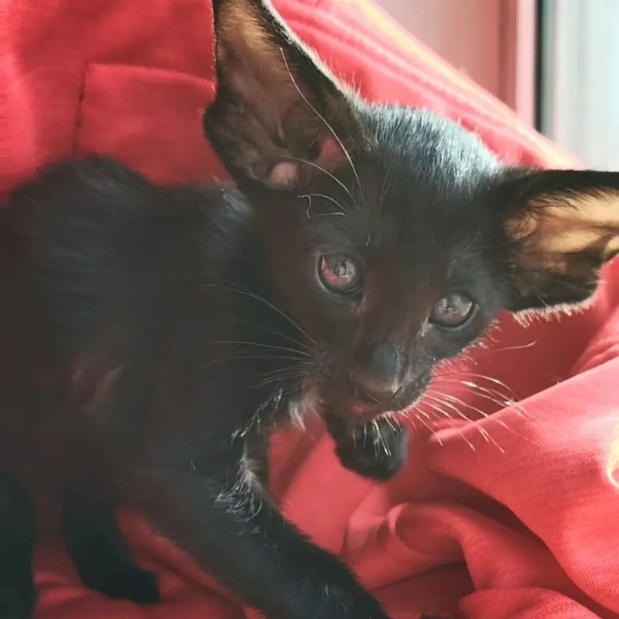 Zamir Oriental Shorthair male, black