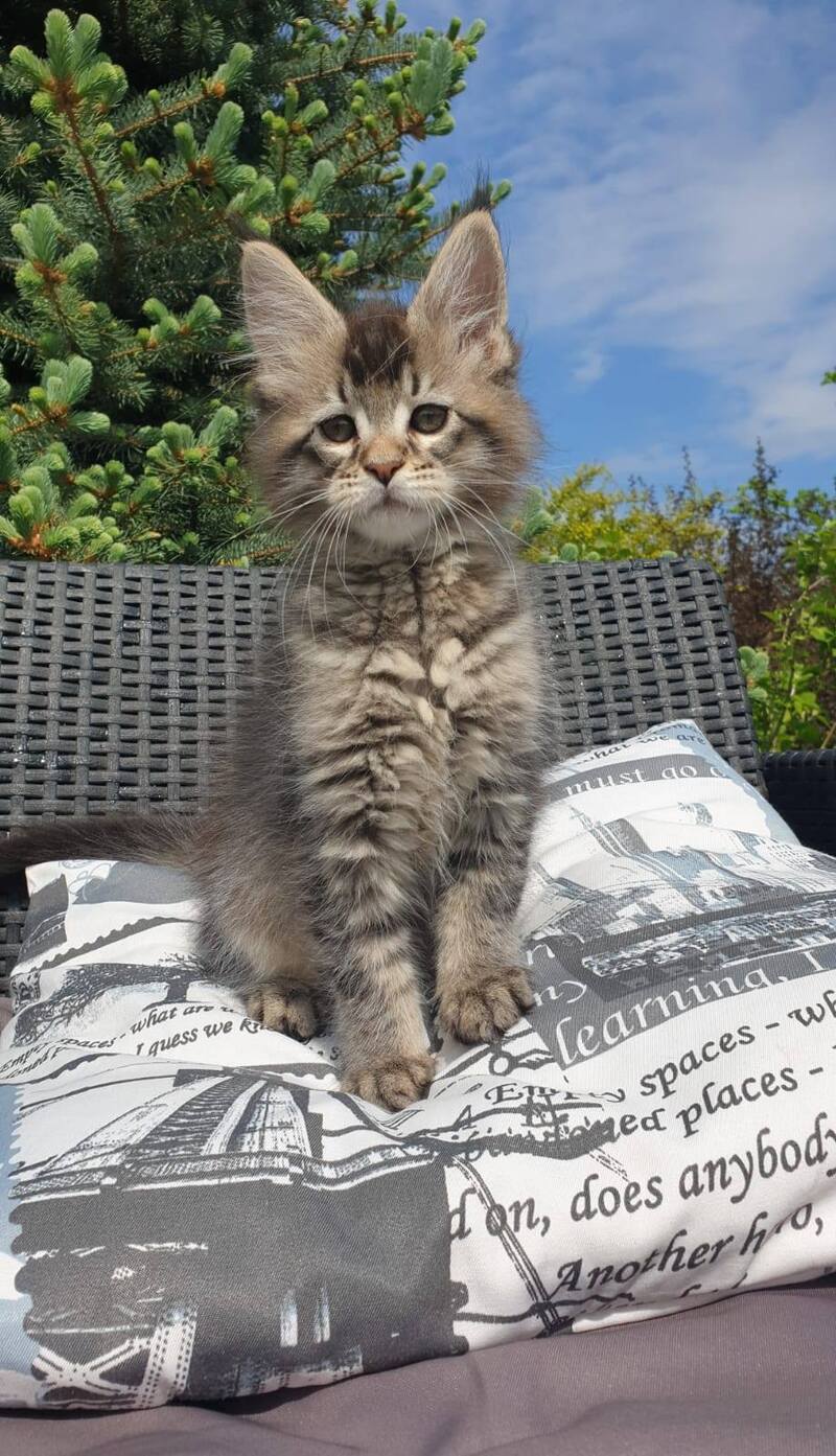 Grace Maine Coon female black ticked tabby - live animals