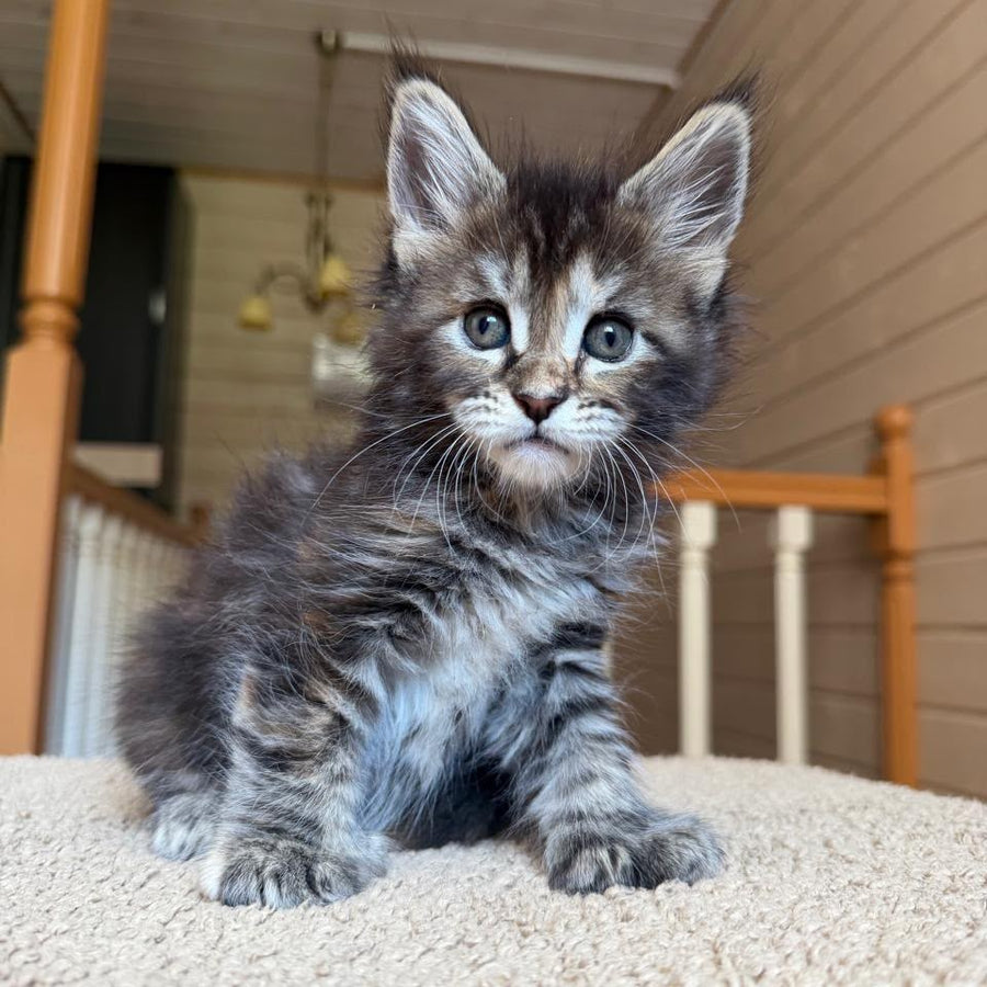 Bamboleilo Maine Coon polydactyl 6x6x6x7 female, black tortie with white tabby