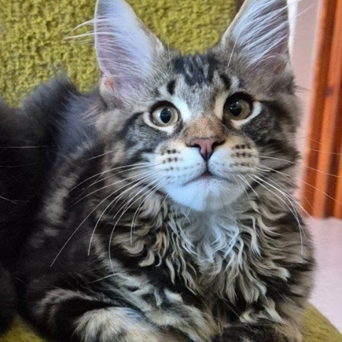 Kaisaria Maine Coon female, black tabby