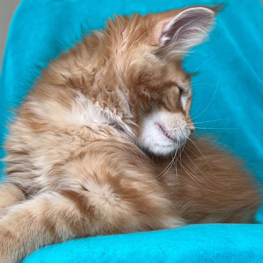 Zlatozar Maine Coon male, red tabby