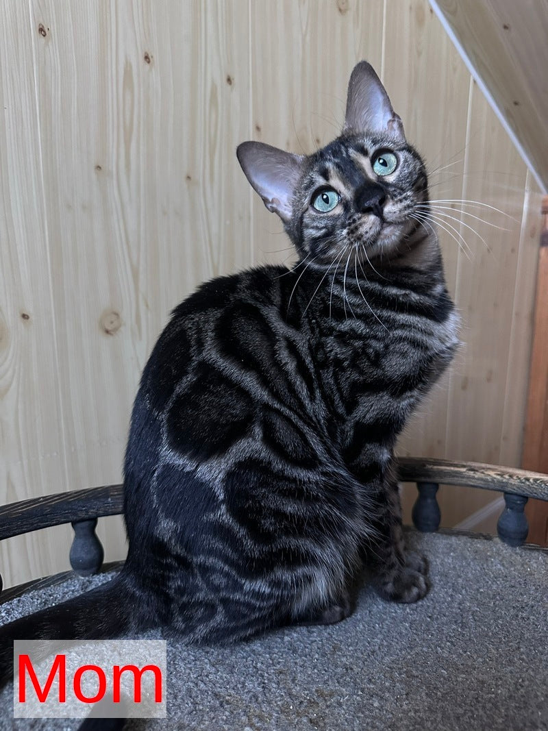 Pretty Bengal female, black spotted tabby