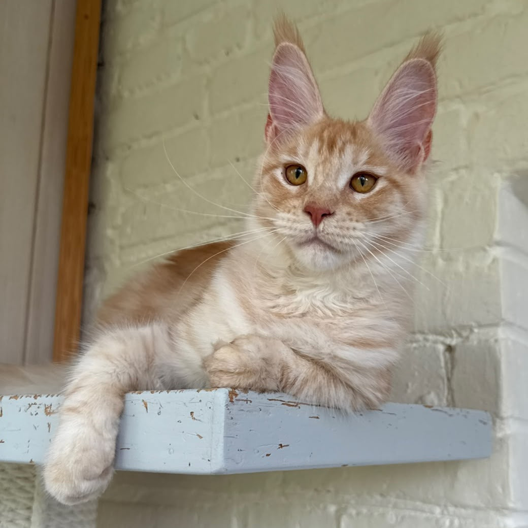 Nora Maine Coon female, red silver spotted tabby