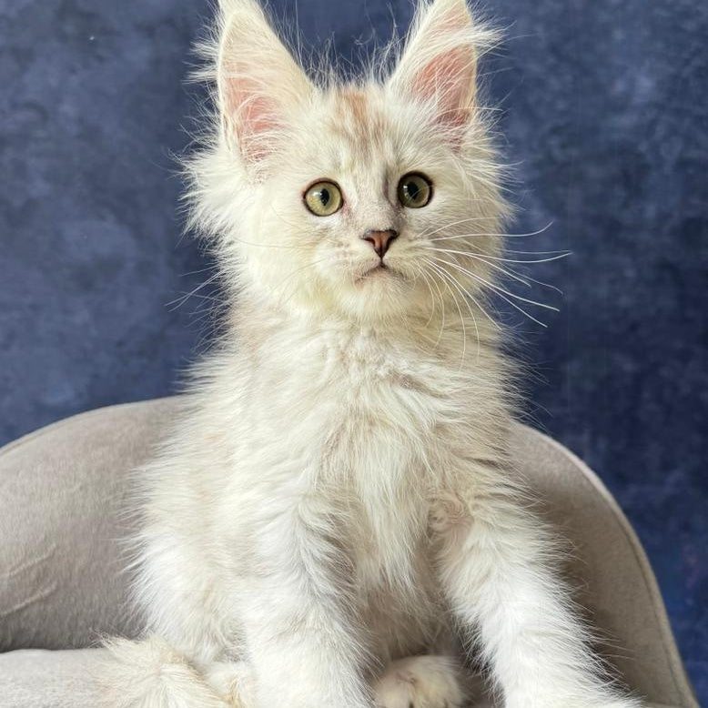 Wafan Maine Coon male, black silver ticked tabby