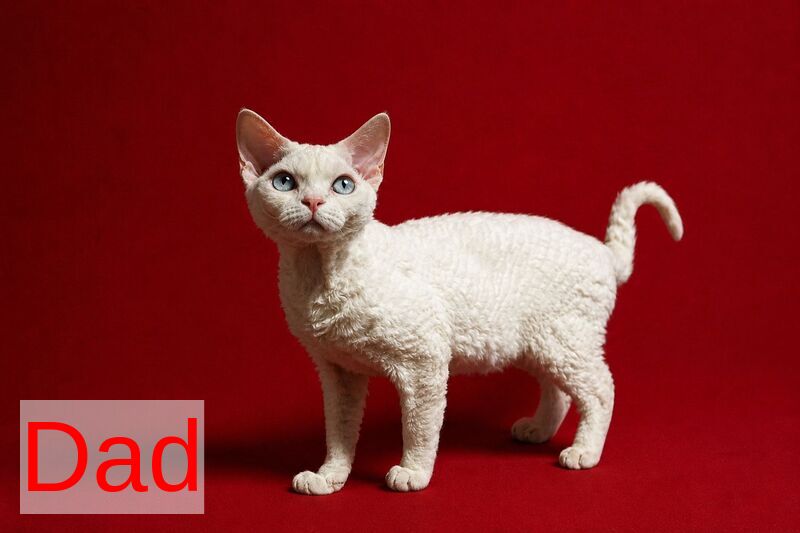 Bella Devon Rex female black tortie spotted tabby - live animals