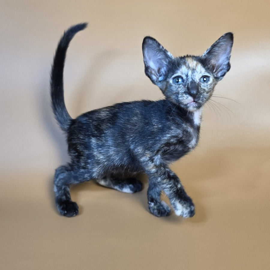Fenja Oriental Shorthair female, black tortie
