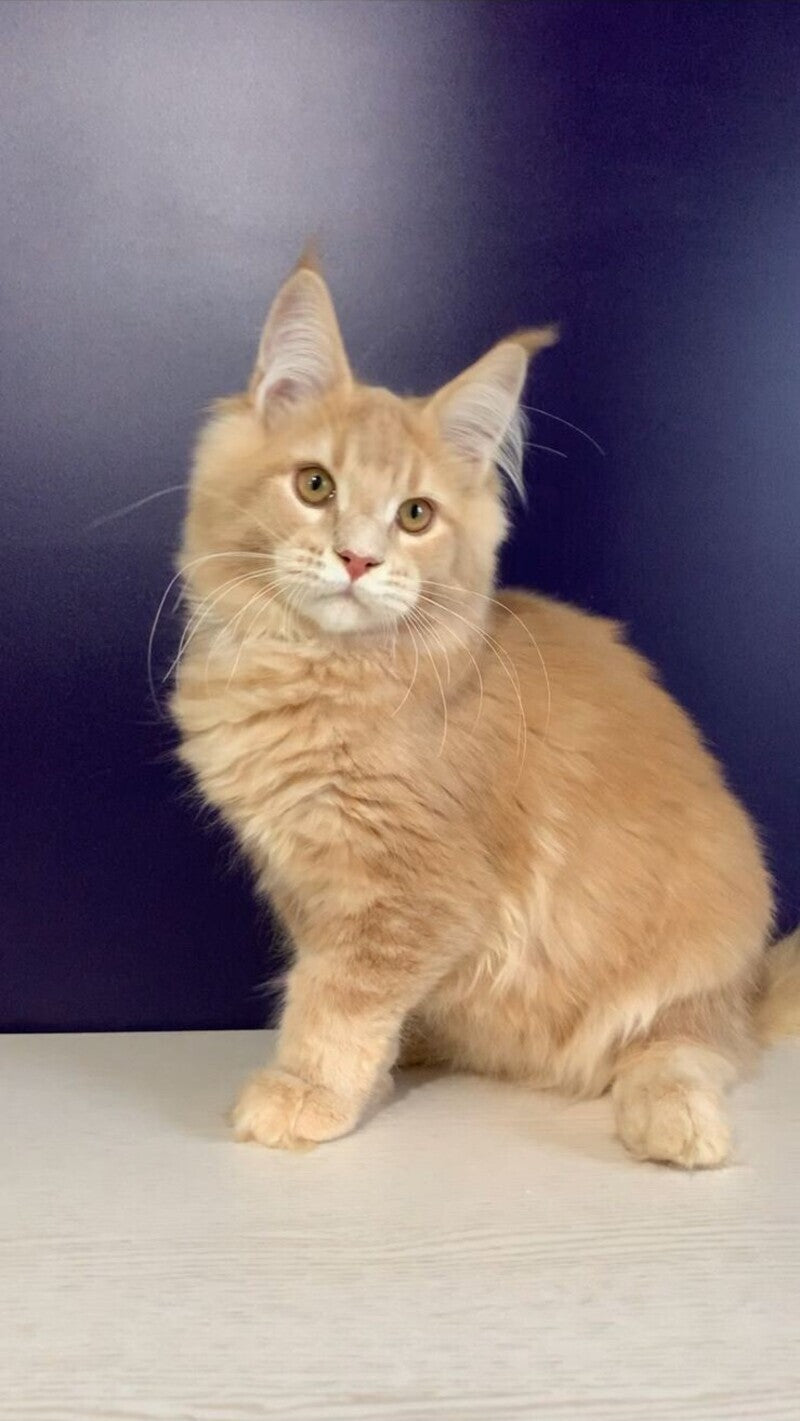 Vatican Maine Coon male, cream ticked tabby