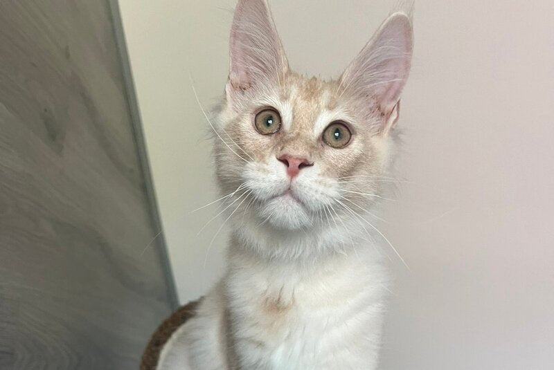 Yunus Maine Coon male, cream silver
