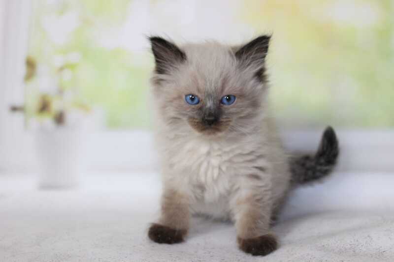 Nils Siberian male black pointed - live animals