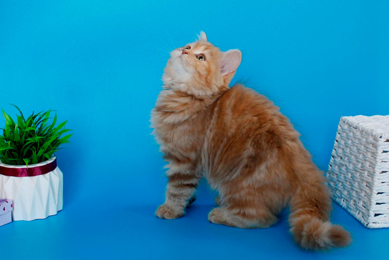 Lika Scottish Straight female, cinnamon tortie tabby