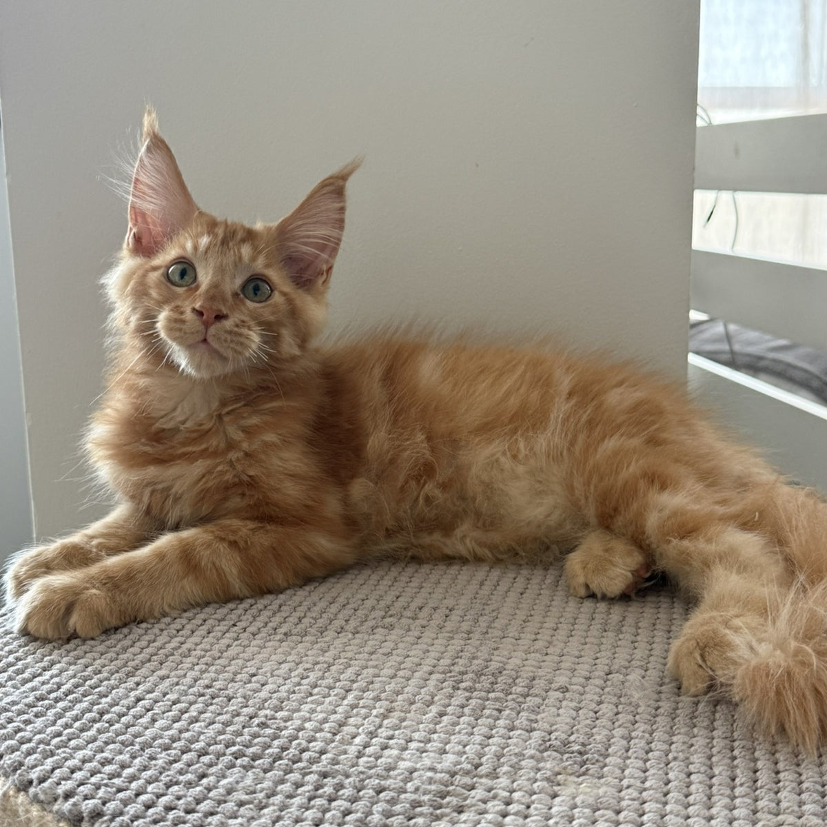 Azart Maine Coon male, red tabby