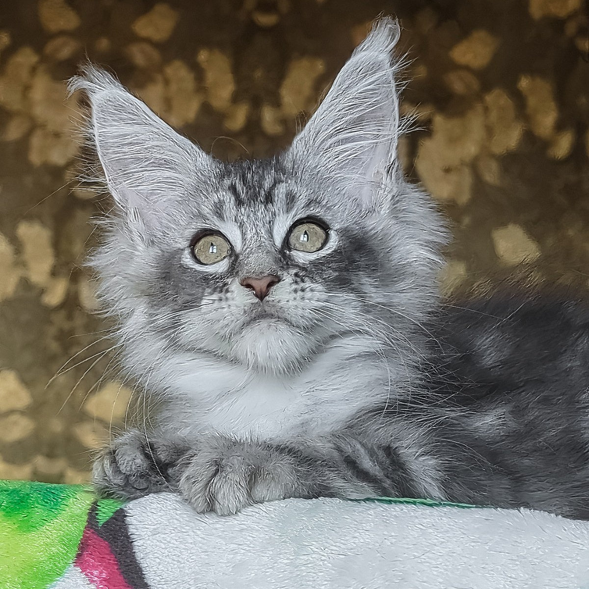 Izida Maine Coon female, black silver tabby