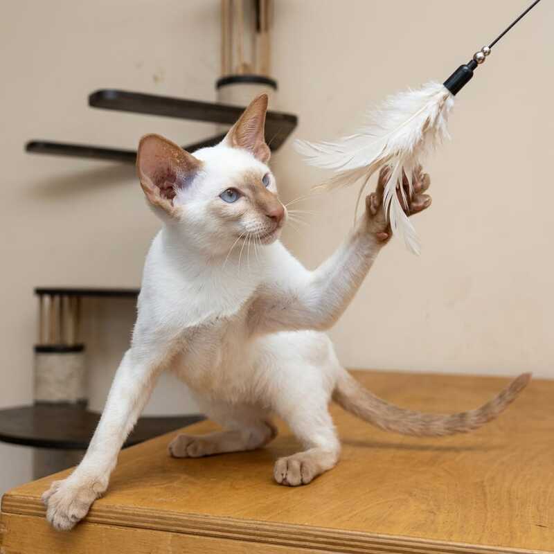 Yuvelir Siamese male, cinnamon