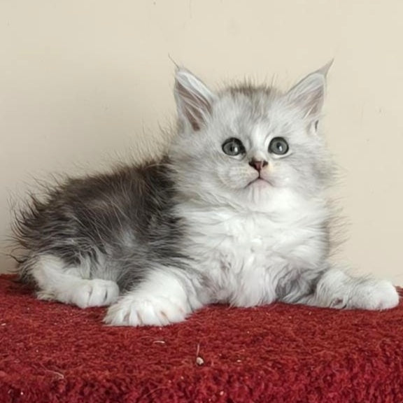 Happy Maine Coon female, black silver ticked tabby with white