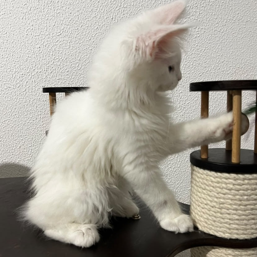 Bella Maine Coon female, white