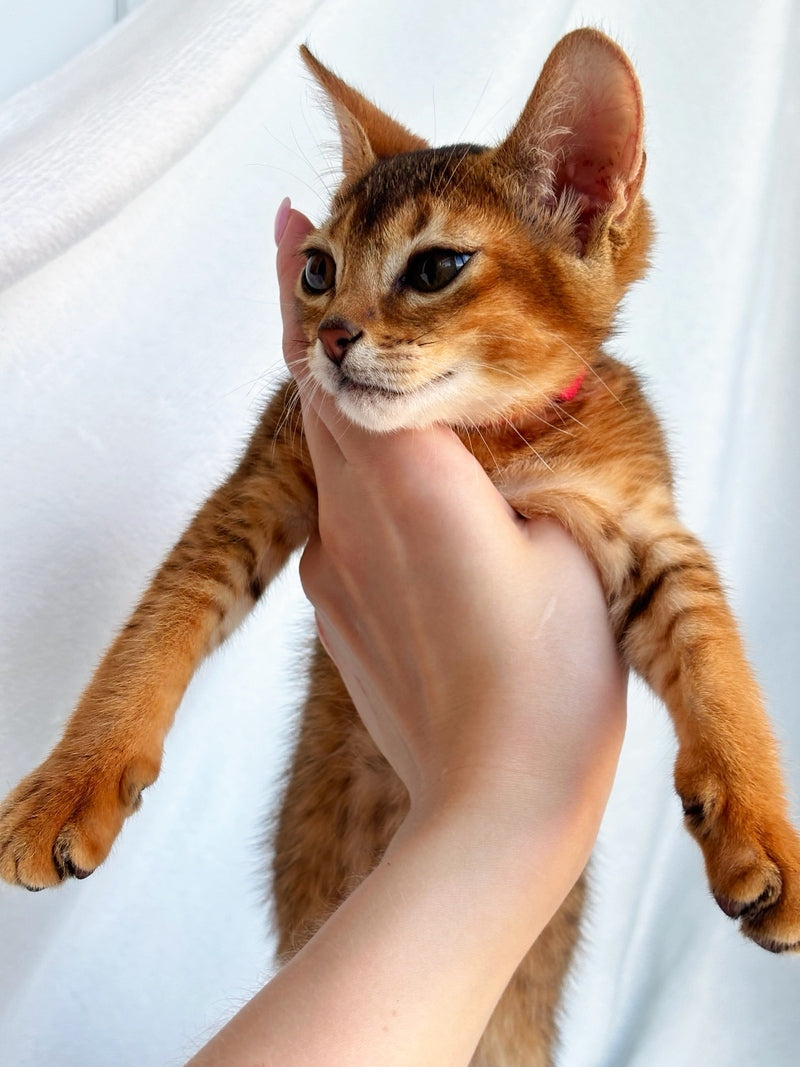 Sara Abyssinian female, ruddy