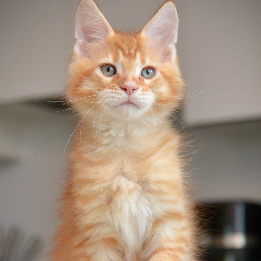 Yarion Maine Coon male, red tabby