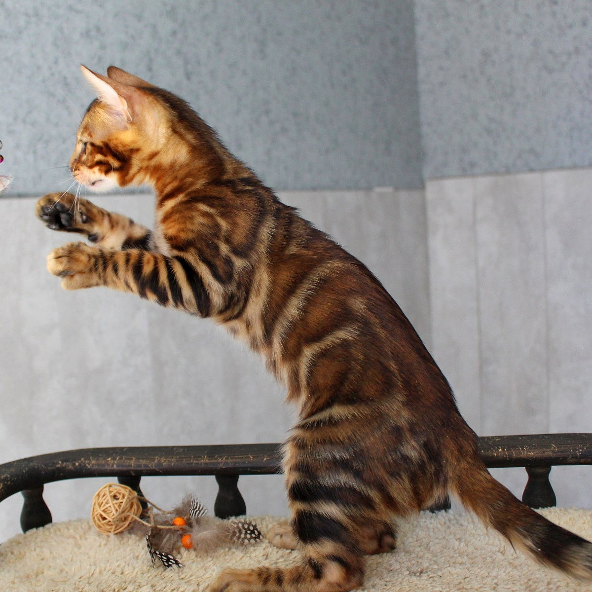 Elvis Bengal male, black spotted tabby