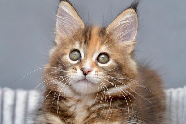 Vatrushka Maine Coon female black tortie with white tabby live animals