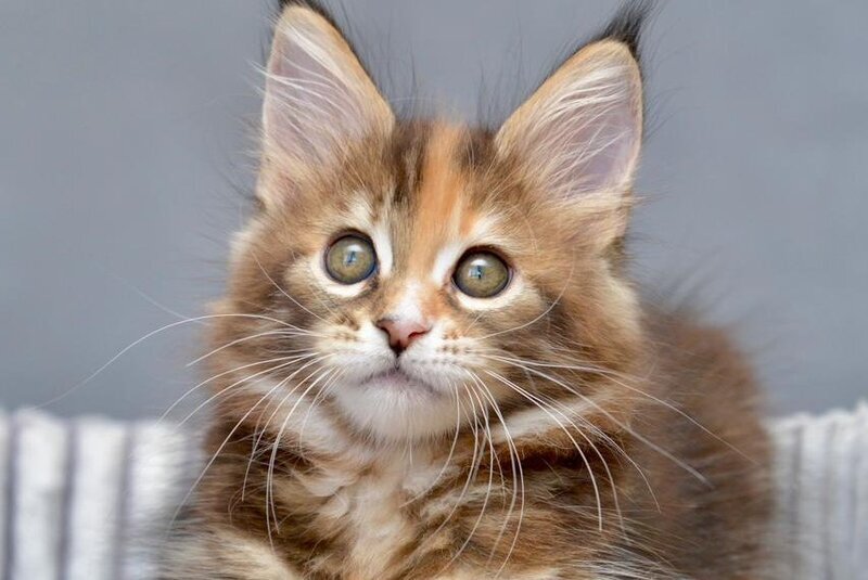 Vatrushka Maine Coon female black tortie with white tabby live animals