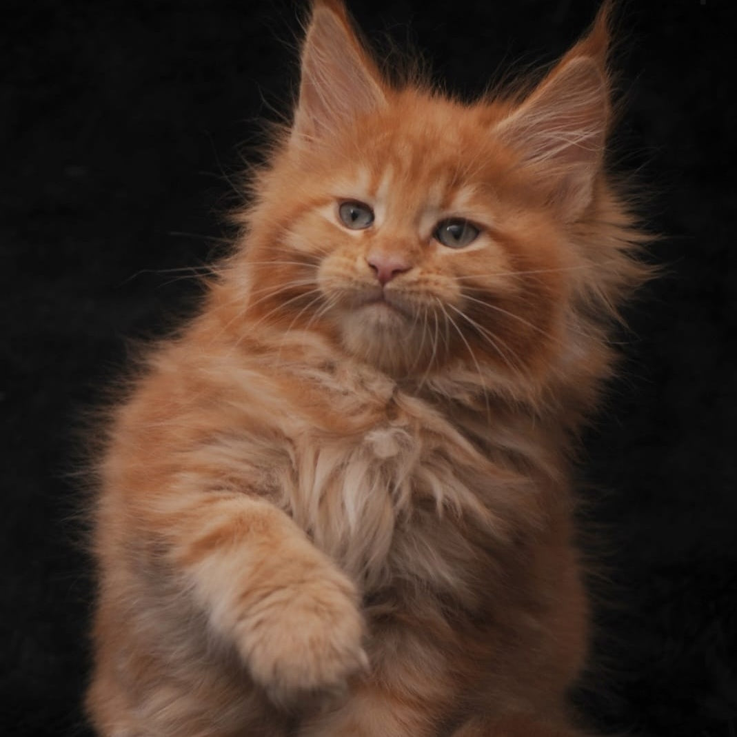 Sally Maine Coon female, red