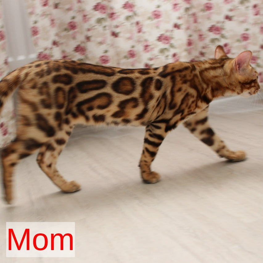 Robby Bengal male, black spotted tabby
