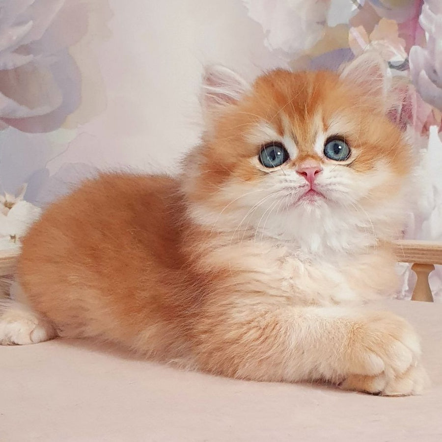 Dallas British Longhair male, black golden chinchilla