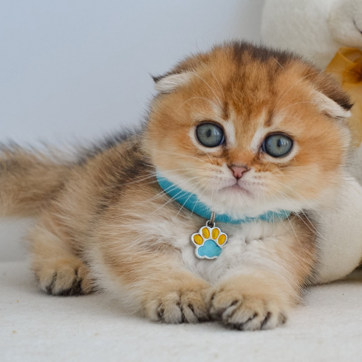 Hunter Munchkin male, black golden ticked tabby