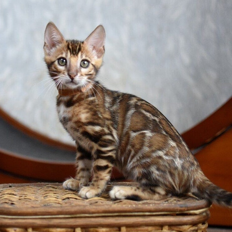 Anthey Bengal male, black spotted tabby