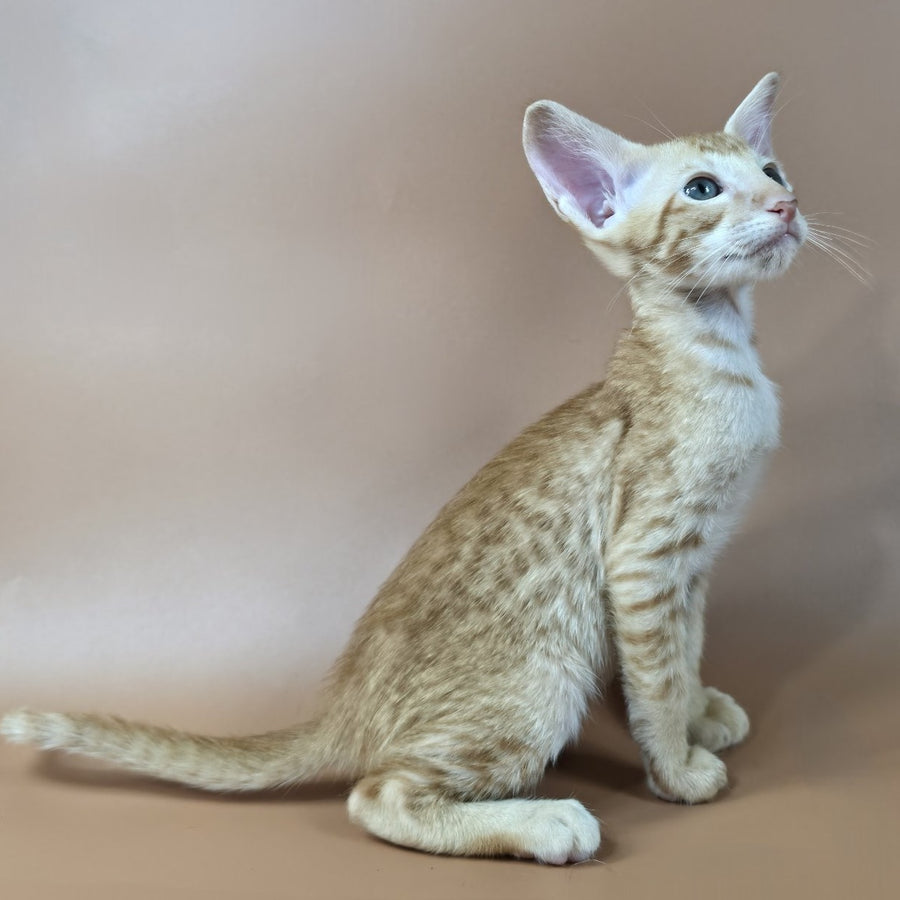 Kovu Oriental Shorthair male, red spotted tabby
