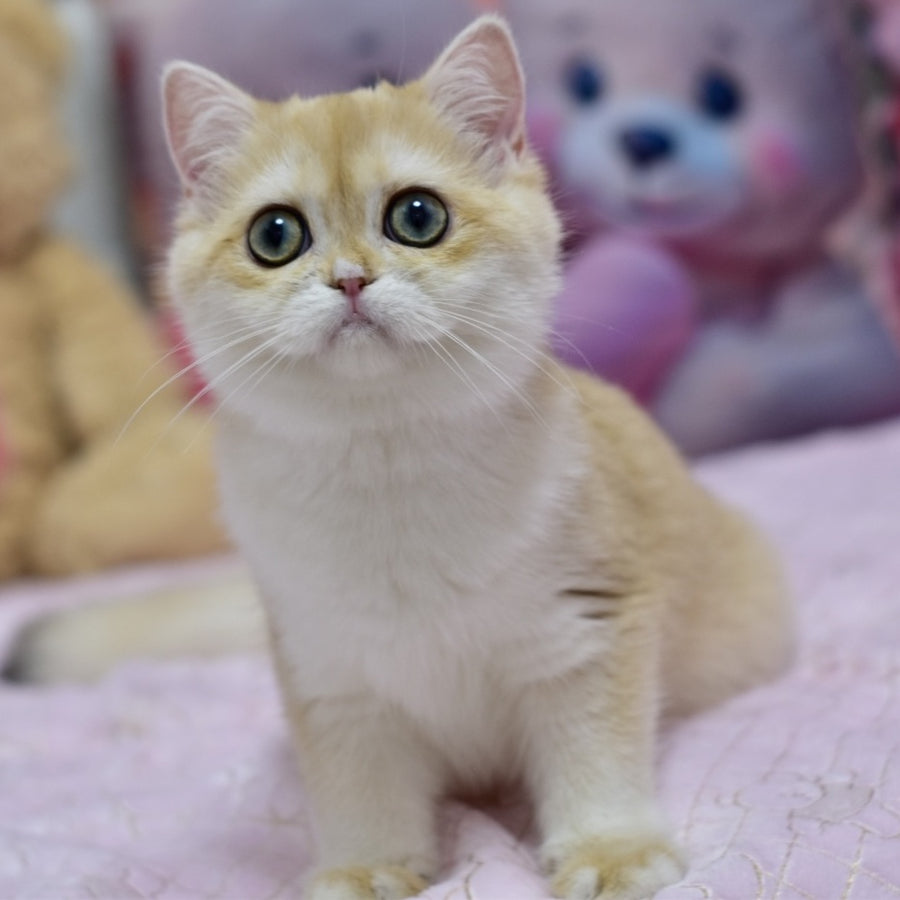 Chloe British Shorthair female, black golden chinchilla with white