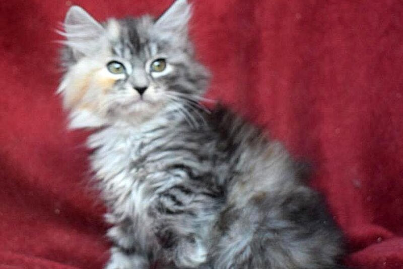 Kаlina Siberian female black tortie silver spotted tabby - live animals