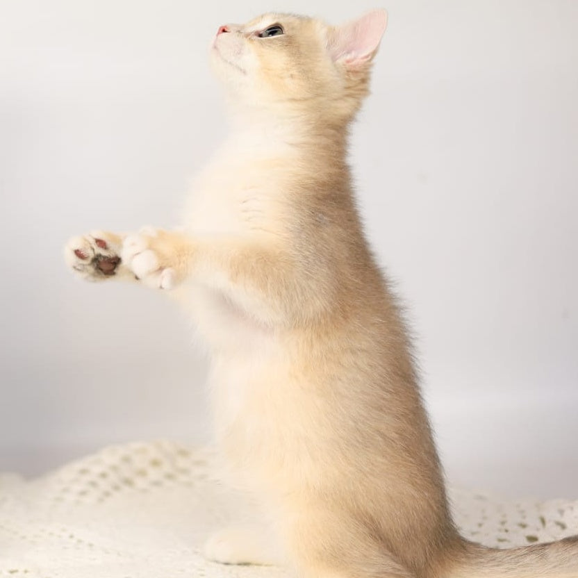 Samuel British Shorthair male, blue golden chinchilla