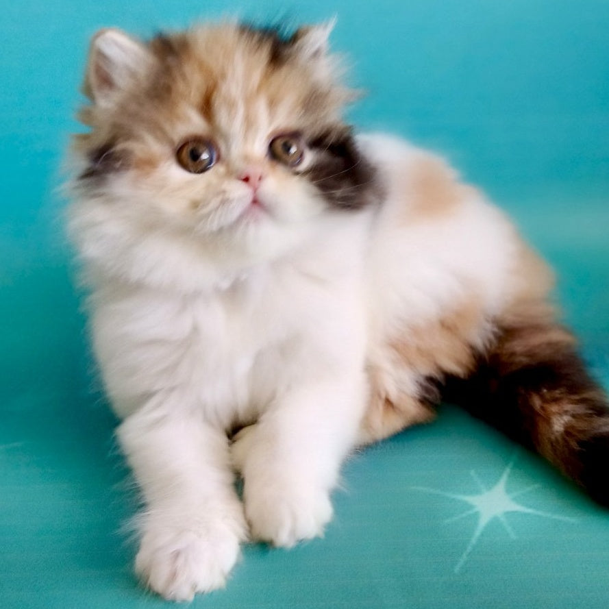 Nora Persian female, black tortie bicolour