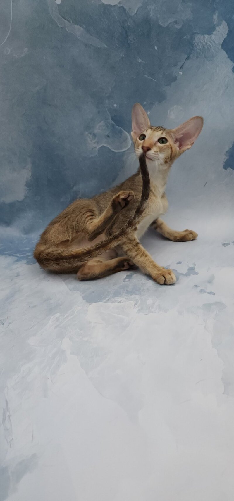 Marian Oriental Shorthair female, chocolate tortie spotted tabby