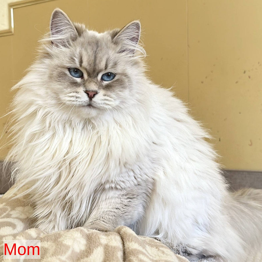 Xander Siberian male, blue tabby pointed