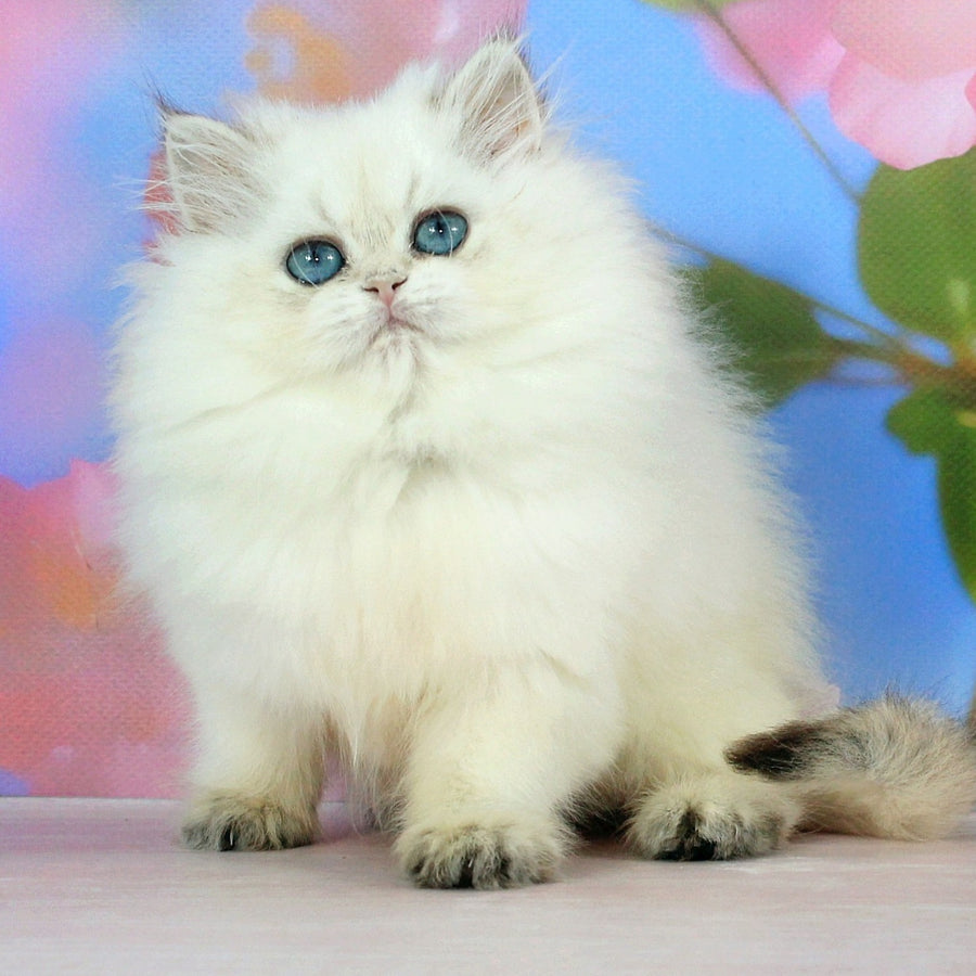 Sherry British Shorthair female, black golden shaded
