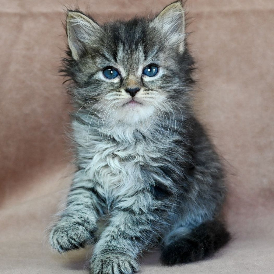 Jive Siberian male, black spotted tabby