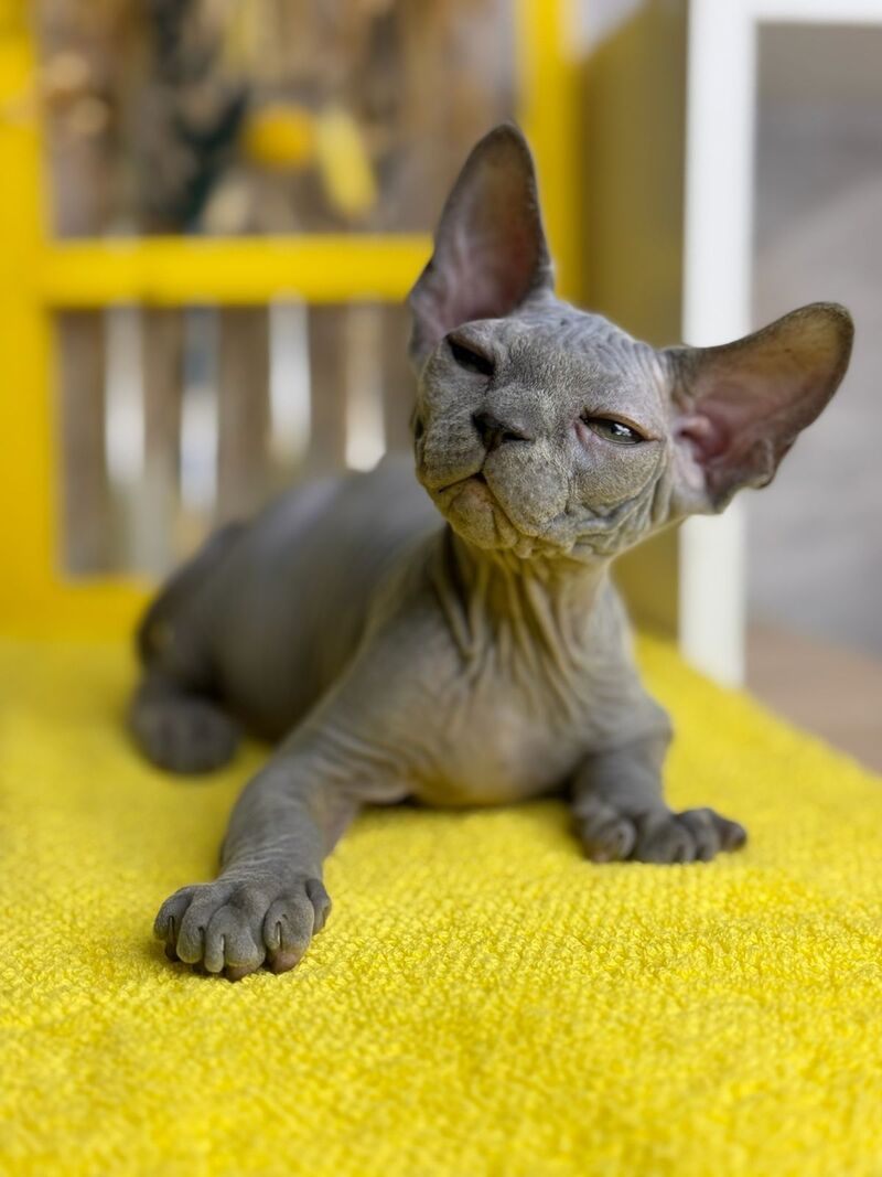 Germes Canadian Sphynx male, blue