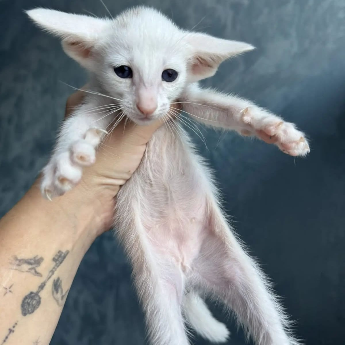 Stella Oriental Shorthair female, white